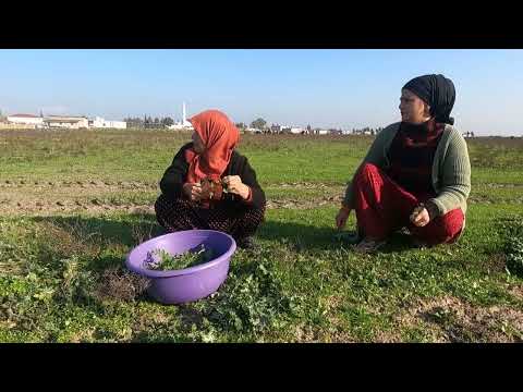 ŞULENİN KÖYÜNE GELDİK ABLASI GELDİ KÖY EKMEĞİ YAPIMI KÖY