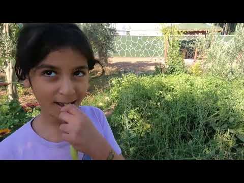 KÖYDE YER ATEŞİNDE KIZARMIŞ BİR PATLICAN YEMEĞİ SÜPER SABAH
