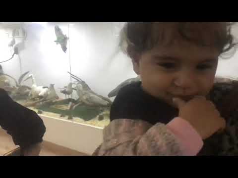 DÜNYANIN 4 BÜYÜK HAYVANAT BAHÇESİNE GİRMEK ZOO YIRTICI
