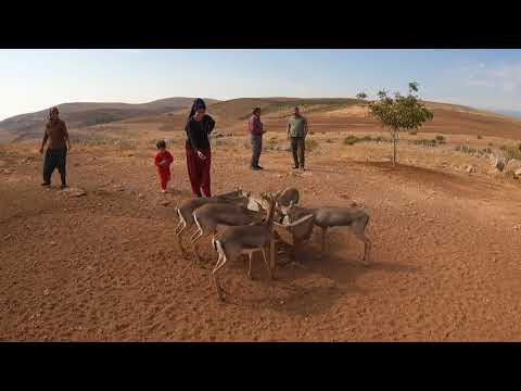 ANNEMİN KÖYÜ NE GELDİK DAYIM GELMİŞ Dağ Ceylan larının