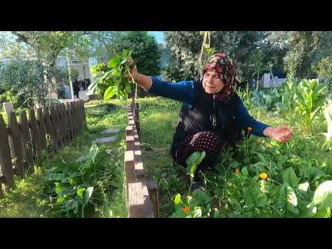 ÇEŞİT ÇEŞİT ISPANAKLI BÖREKLER İÇİN HAZIRLIK ANNEM İN YENİ
