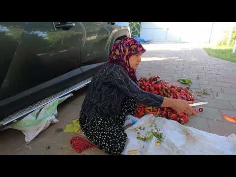 KÖY EVİ ÇEŞİT ÇEŞİT KIŞ İÇİN LEZZETLİ BİBER TURŞU YAPIMLARI