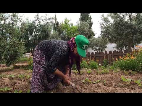 KÖYDE CAM KAVANOZLARDA LEZZETLİ YEMEKLER İÇİN KURU NANE