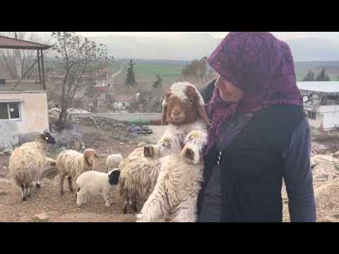 TEYZEM İN KÖY EVİ NENEM İN KÖYÜNDEN KISA BİR VİDEO Çoban