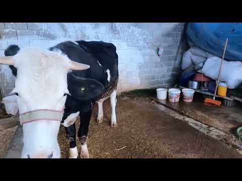 Köyde Puslu Havada Sıcak Sobamızı Yaktık Köy Tandır Ekmeği