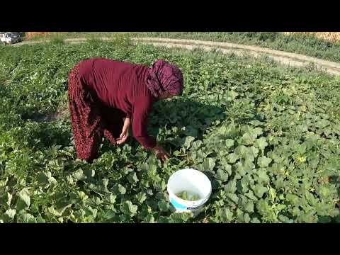 HALAMIN KÖY EVİ İLK SALATALIK ACUR HASADI LEZZETLİ KÖY