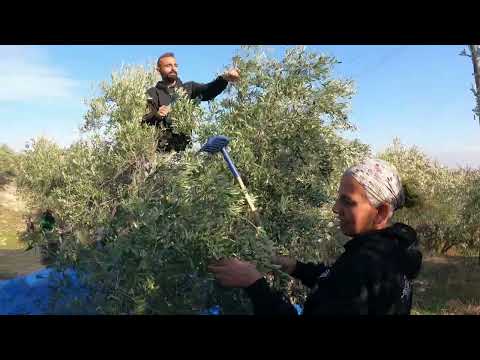BİDON BİDON DOĞAL ZEYTİN HASADI EN LEZZETLİ YEMEKLER İÇİN