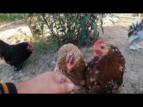 Annem in Köy Evi Odun Ateşinde Sabah Kahvaltısı Köyde Kış