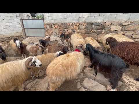 NENEM KÖY EVİ YENİ KUZULAR İLE KOYUNLARIN BULUŞMASI TAZE