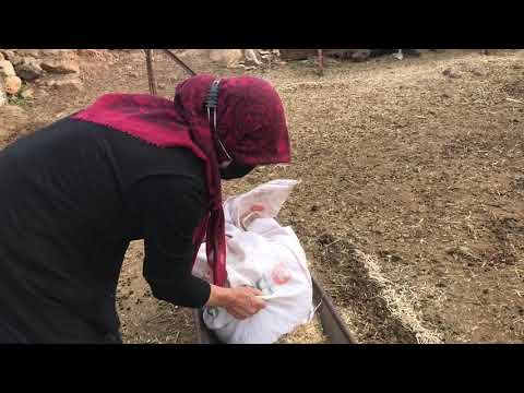 Köy hayatı ANNEM in köyüne geldik çoban hayatı yaşadık