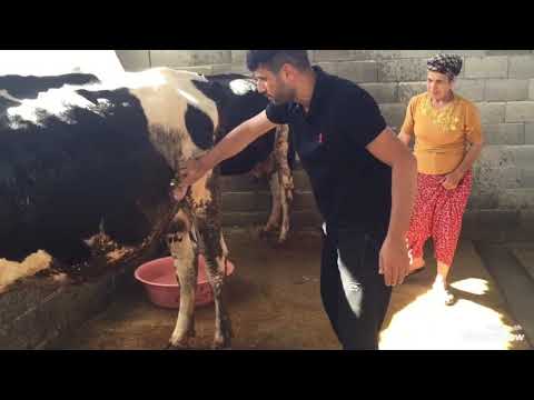 Köy hayatı sıcaklık 41 Derece İneklerimizi Yıkadık günlük