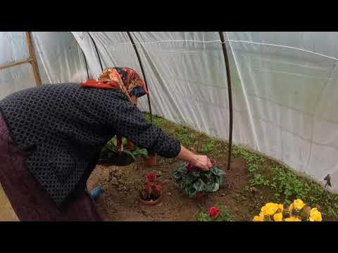 GELİN EVİ ÇİÇEKLERİ ANNEM İLE LEZZETLİ ISPANAKLI GÖZLEME