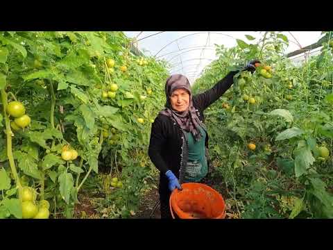 LEZZET KÖYÜ 2024 YILIN İLK DOMATES HASADI SICAK SOBADA