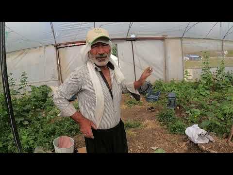 KÖY HAYATI DOĞAL İLK SALATALIK HASADI LEZZET DOLU KÖY