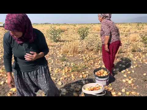 HALAMIN KÖY EVİ İLK SOĞAN PATATES HASADI LEZZETLİ KÖY