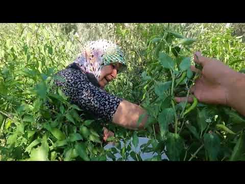 ANNEM İSTANBULA GİDİYOR KÖYDEN ŞEHİRE BÜYÜK ÇANTA KIŞLIK