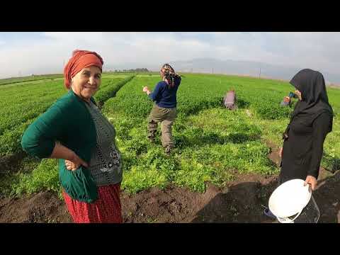 HALAMIN KÖY EVİ İLK YENİ MAYDONOZ HASADI MAKİNA GİBİ