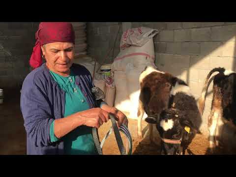 Köy Hayatı Odun Ateşinde Kestane Kebap günlük vlog
