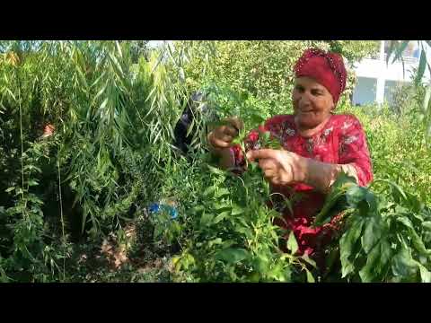 TAZE ACI BİBER HASADI HALAM IN ACILI ŞİFA DOLU YENİ TARİFİ