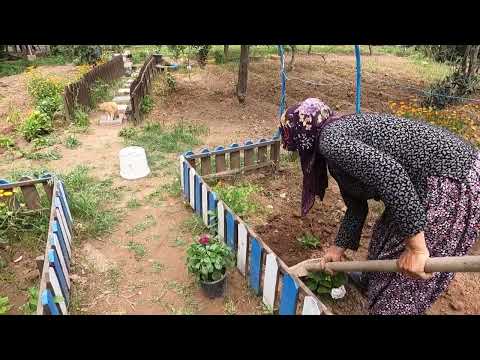BİDON BİDON SALAMURA YAPRAK YAPIMI ANNEM VE NENEM YAPTIĞI
