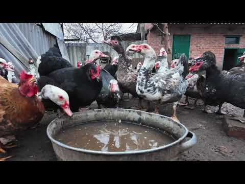 Cooking Chicken Liver Cake Weird Recipe Tasty Results