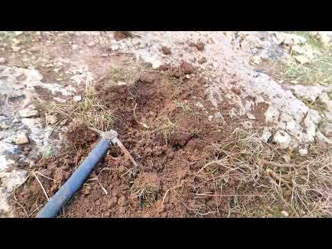 Finding gold coins using a metal detector