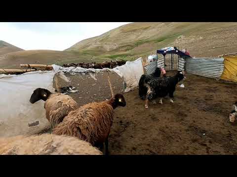 KOYUN SAĞIM ÜNİTESİNİ KULLANMAYA BAŞLADIK KURT BİR KOYUNU
