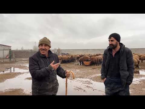 BU YAĞMURA ÇOK SEVİNDİK BABAMIN ÇOCUKKEN ÇOBANLIK ANISI