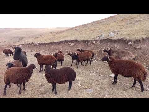 BÜYÜK KOÇ KAVGALARI
