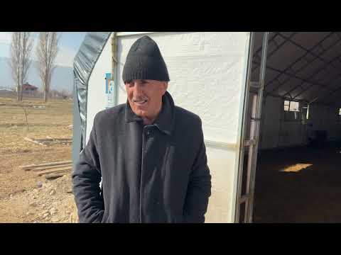 KOYUNDA KIRIK AYAK TEDAVİSİ CESUR VE KUZULAR