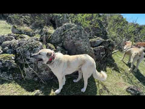 YAĞMURLARDAN SONRA SICAK BİR GÜNEŞ KURT KOVALAYAN KÖPEKLER
