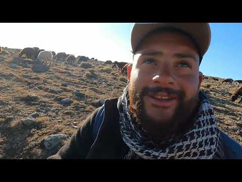 5 gün DAĞLARDAN IĞDIR OVASINA DOĞRU İNİYORUZ GÖÇ YOLUNDA