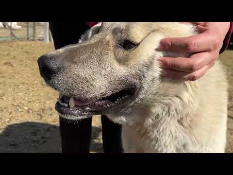 KÖPEKLER ARASINDA LİDERLİK MÜCADELESİ YENİ BİR OĞLAK