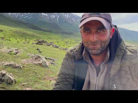 BEŞO HER ZAMAN TETİKTE SÜRÜ KALABALIK OLUYOR YAĞMURDA