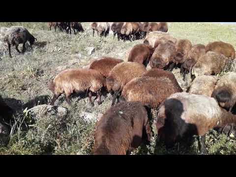 DAMIZLIK DİŞİ MOR KUZU SEÇİMİNİ NASIL YAPIYORUZ