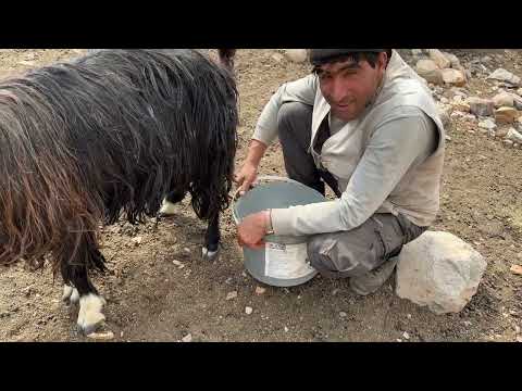 SÜRÜ İÇİN ZOR ZAMANLAR YAŞAM MÜCADELSİ