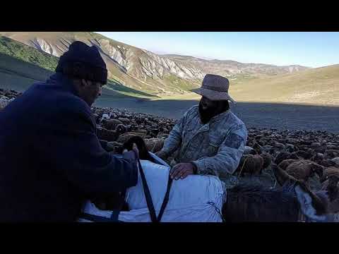 SACDA KUZU ETİ PİŞİRDİK KUZULARIN YANINA GİTTİM KAÇ GÜNDÜR