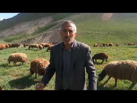 OBADAKİ KÖPEKLER LİDERLİK YARIŞINA GİRDİ KOYUNLARI