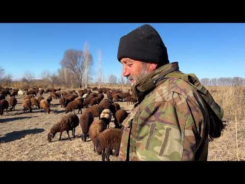 KÖPEKLERİMİN İNSAN SEVGİSİ GÜNEŞLİ BİR KIŞ GÜNÜ