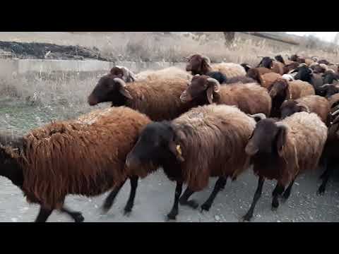 Mor kel koyun