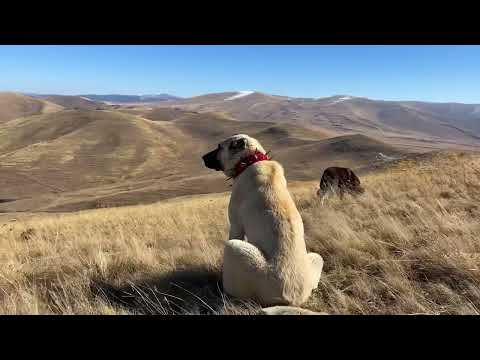 SÜRÜ KÖPEKLERİ KARŞI KARŞIYA GELİNCE GERİLİM ARTI 9 gün