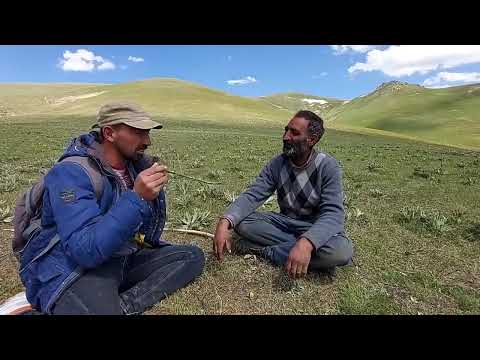 BİR KOYUNU KURT YEDİ KÖPEKLER BİRBİRİNE GİRDİ 5