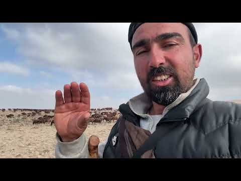 SON GÜN SÜRÜ KÖPEKLERİ KARŞI KARŞIYA