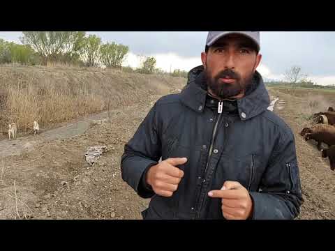 KÖPEKLER BİRBİNE DALDI HIRÇO SÜRÜYE YABANCI KÖPEK