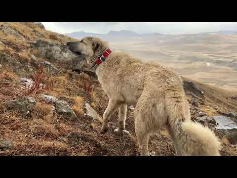POZGEVR İLE BOZO DİĞER SÜRÜ KÖPEKLERİNE SERT ÇIKTILAR