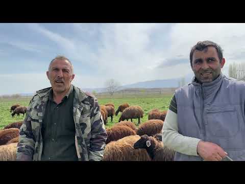 SEZON BAŞLADI KOYUNLARIMIZI YONCAYA GÖTÜRÜYORUZ