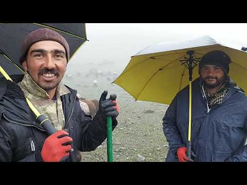 YOĞUN YAĞMUR VE SİS ALTINDA GÖRÜNMEYEN KOYUNLARI YAYIYORUZ