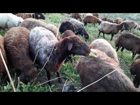 AKŞAM ÜSTÜ KOYUNLARI DOYURDUK SEVİNÇLİYİZ