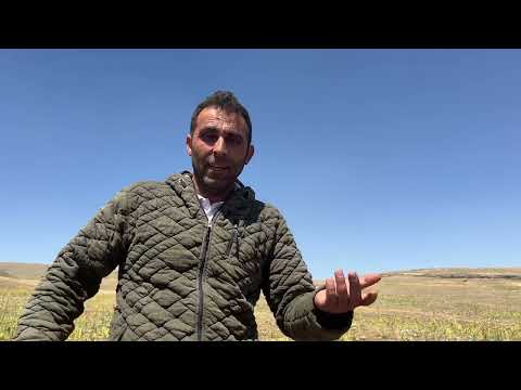 KUZULARIN BİR KISMI SATILDI HAK KUZULARINI ALDIK