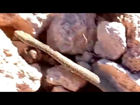 BİR YILAN İLE KARŞILAŞTIM HAYVANLAR DOĞADA GÜZELDİR